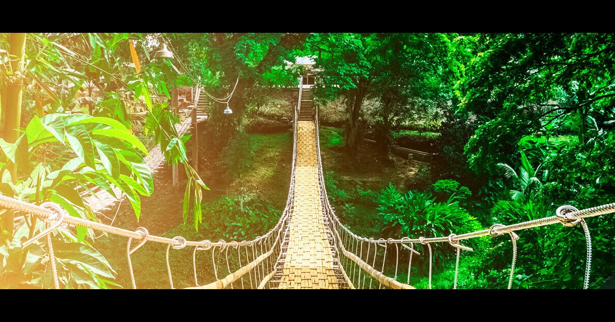 Cómo sobrevivir y prosperar en la jungla digital